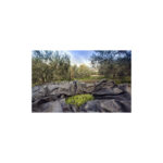 χτένια_ελαιοσυλλογής